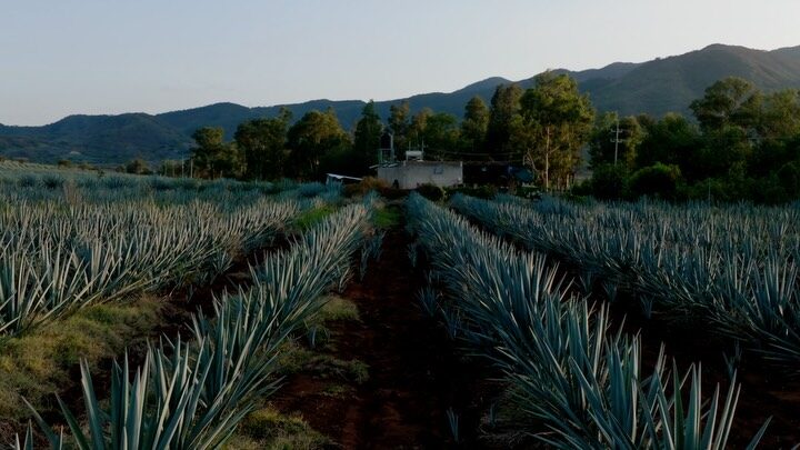 Instagram post from tequilaquintosol. This post is in position 1.